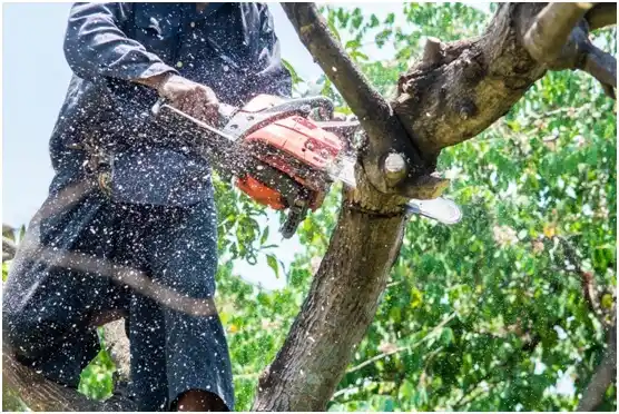 tree services Chapin